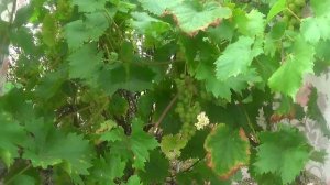 Виноград     ПОДПИШИСЬ