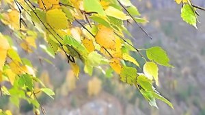 Золотая осень