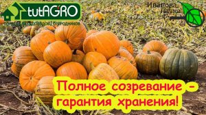 Ускорение созревания тыквы 2025