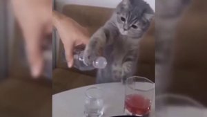 Всем мирного, крепкого сна!