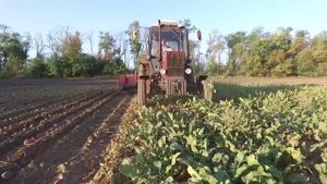 Сахарные заводы Воронежской области начали выработку продукции