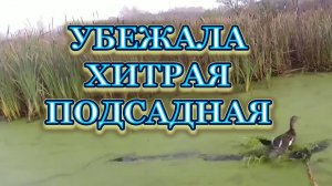Убежала хитрая подсадная утка.