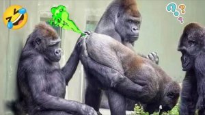 Забавное ядро Гориллы 🤣 Забавные животные Издают Несильный Нгакак, когда Горилла Нгелавак 😍