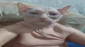 ВИРУСНЫЕ КОТИКИ ТикТока и YouTube в Одном Видео! #Коты #Приколы