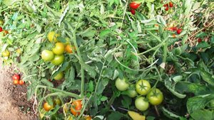 Какой томат оказался стойким к кладоспориозу обзор теплицы 16 сентября