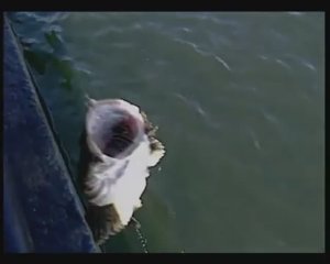 Какие насадки применяют жители Камчатки для ловли представителей рода Керчаки — Myoxocephalus ?