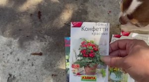 Попробуем что-то вырастить к новому году.