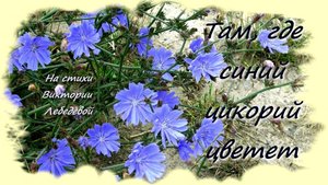 Там, где синий цикорий цветет (Песня)