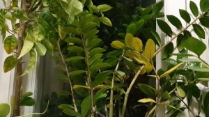 Я люблю тебя, Жизнь...