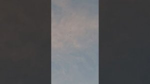 головастики идут на посадку.