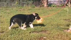 Бастион Фортуны Гарнэт