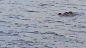 Мама и три поплавка ушастых.