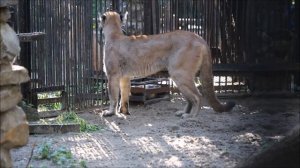 У пум проходит тренинг 15.09.2025