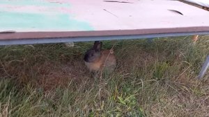 прыг прыг Как ты дошел до такой жизни