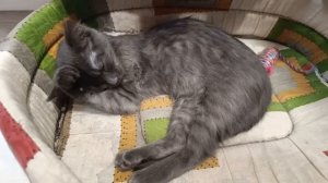 Трехлапая малышка готовится к завтрашней поездке)💞