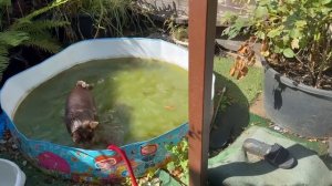 Шейхунчик развлекается в своем любимом басике.