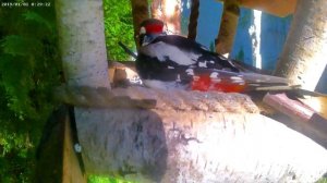 дятел у кормушки