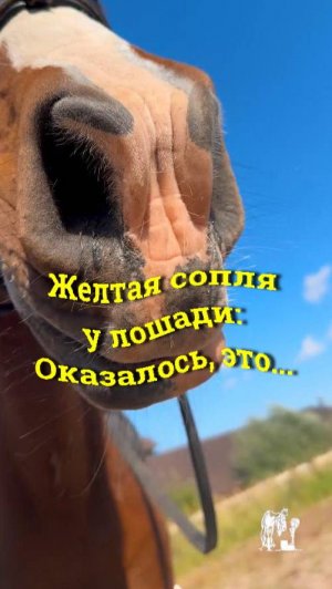 Желтая сопля у лошади Оказалось, это...