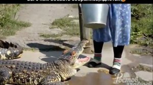 крокодэло бомбардэло