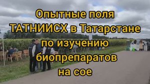ТАТНИИСХ опытные поля сои