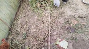 Утята подрастают.Установила новые грядки 🌱 и начала делать новые клумбы 🌾