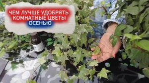 ЧЕМ ЛУЧШЕ ПОЛИТЬ КОМНАТЫЕ ЦВЕТЫ ОСЕНЬЮ. ПЕРЕЕЗД ЦВЕТОВ С ДАЧИ В КВАРТИРУ НА ЗИМОВКУ