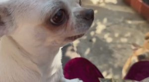 С удовольствием все лопают подарки от Ирины и Серафимы.