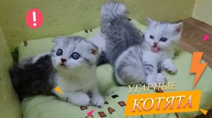 Необычные котята удивят 🐾