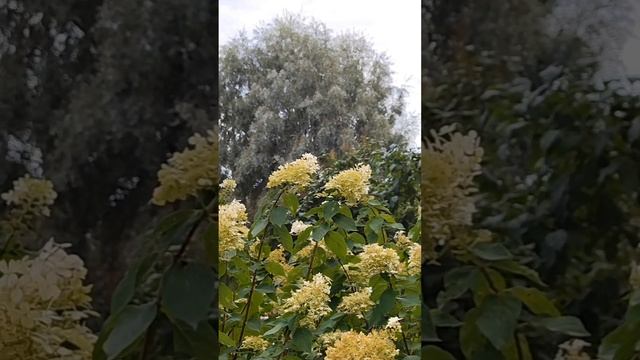 Прогулка от Сенной площади до Юсуповского сада