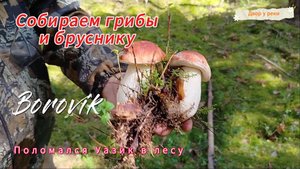 Собираем грибы и бруснику в лесу. Маринованные белые грибы. Грибная икра. Сбор лекарственных трав.
