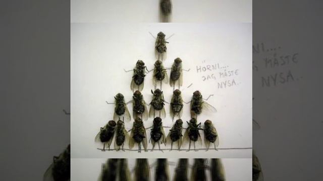 Женитьба Паука.mp4