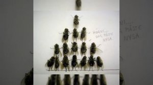 Женитьба Паука.mp4