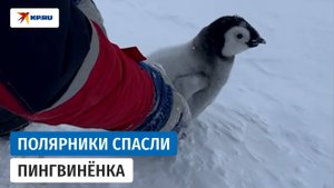 Российские полярники спасли малыша императорского пингвина