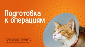 Анестезия у животных: подготовка, проведение и ошибки владельцев | Ветеринарный центр МЕДВЕТ