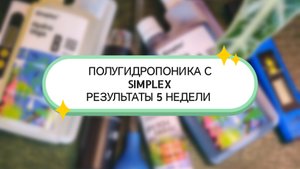 ПОЛУГИДРОПОНИКА С SIMPLEX РЕЗУЛЬТАТЫ 5 НЕДЕЛИ