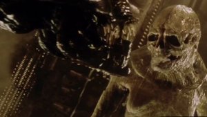 Русский Размер - Звёздный polizai