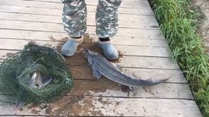улов осетра на малом водоёме