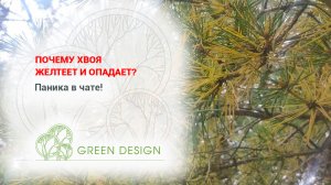 Почему опадает хвоя?