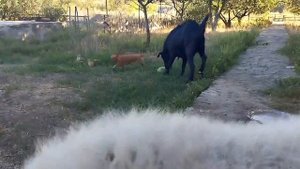 Друзья ! У нас огромный❗❗🆘🆘🆘❗
Завтра привезут сено для наших парнокопытных, 20 тюков люцерны и 60