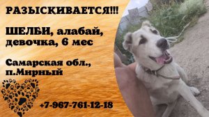 Пропала собака! ШЕЛБИ, алабай, девочка, 6 мес. Самарская обл., п.Мирный.