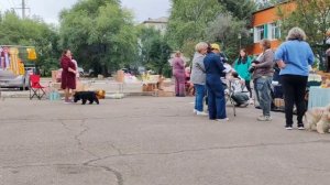 Благовещенск моно Английских кокер спаниелей 14.09.25 сук чёрные Чемпионы