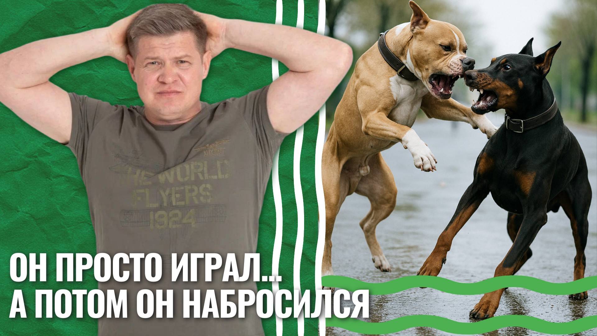 Агрессия у собак к другим собакам — случайность или ваша вина? смотреть онлайн