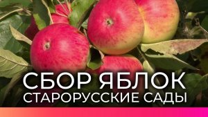 В Старорусских садах начался сезон сбора яблок