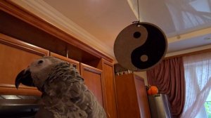 Мелодия от попугая Серодактеля.