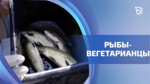 В городской пруд подселили почти 5,5 тысячи белых амуров и сазанов