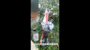 преображения своими руками,не судите строго
