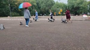 Благовещенск моно Английских кокер спаниелей 14.09.25 конкурс питомников