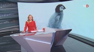 Полярники спасли пингвиненка из ледяного плена / События на ТВЦ