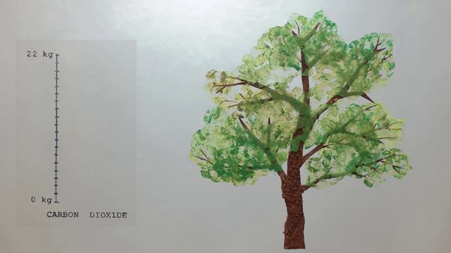Does planting trees actually cool the planet_Ted ed