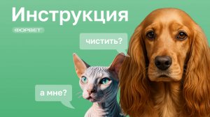 Как правильно чистить уши кошкам и собакам